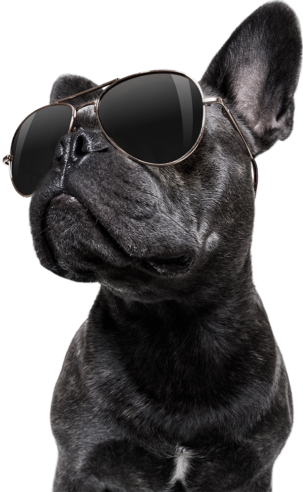 dog wearing sun glasses
